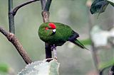 Red-crowned Parakeet