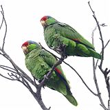 Red-crowned Parrot