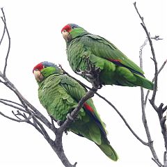 Red-crowned Parrot