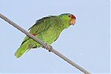 Red-crowned Parrot