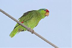 Red-crowned Amazon