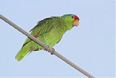 Red-crowned Parrot