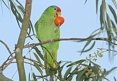 Red-crowned Parrot