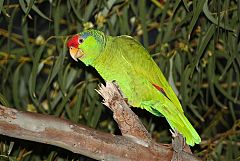 Red-crowned Parrot