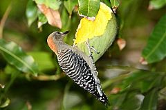 Red-crowned Woodpecker