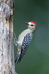 Red-crowned Woodpecker