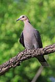 Red-eyed Dove