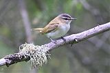 Red-eyed Vireo