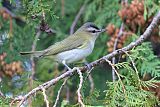 Red-eyed Vireo