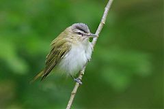 Red-eyed Vireo