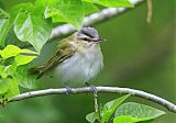 Red-eyed Vireo