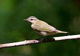 Red-eyed Vireo