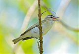 Red-eyed Vireo