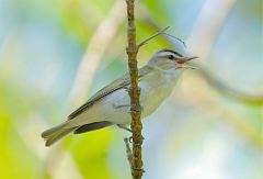 Red-eyed Vireo