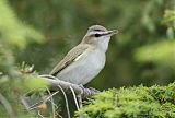 Red-eyed Vireo