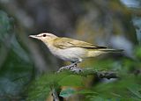 Red-eyed Vireo