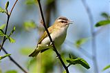 Red-eyed Vireo