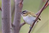 Red-eyed Vireo