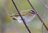 Red-eyed Vireo