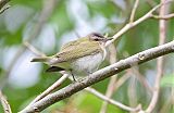 Red-eyed Vireo