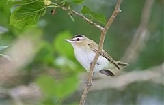 Red-eyed Vireo