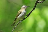 Red-eyed Vireo