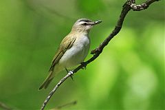 Red-eyed Vireo