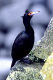 Red-faced Cormorantborder=