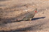 Red-faced Mousebird