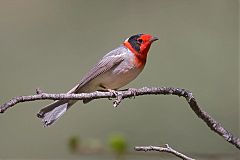 Red-faced Warbler