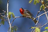 Red-faced Warbler