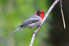 Red-faced Warbler