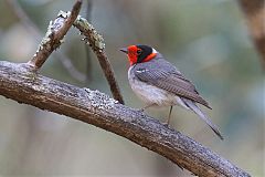 Red-faced Warbler