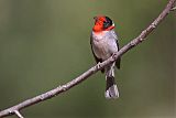 Red-faced Warbler