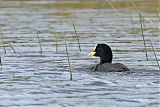 Red-gartered Coot