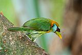 Red-headed Barbet