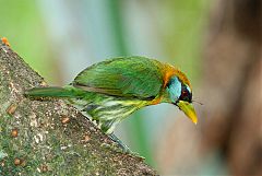 Red-headed Barbet