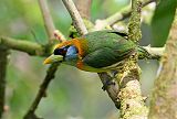 Red-headed Barbet