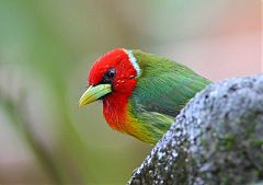 Red-headed Barbet