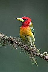 Red-headed Barbet