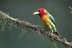Red-headed Barbet