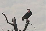 Red-headed Vultureborder=