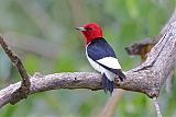 Red-headed Woodpecker