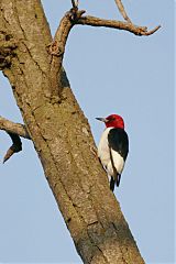 Red-headed Woodpecker