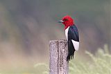 Red-headed Woodpecker