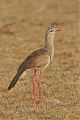 Red-legged Seriema Red-legged Seriema