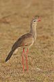 Red-legged Seriema