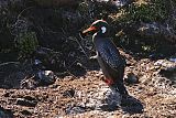 Red-legged Cormorant