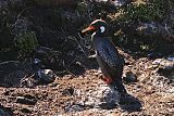 Red-legged Cormorantborder=