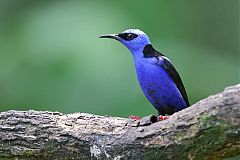 Red-legged Honeycreeper